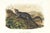 1854 Audubon Quadruped Octavo Lithograph "Plate 139 Large-Tailed Spermophile" For Sale