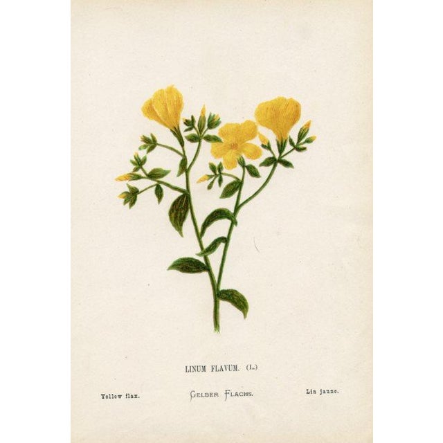 Original antique botanical print from an 1870s guide to the wild flowers of the Holy Land. Each print identifies the name...