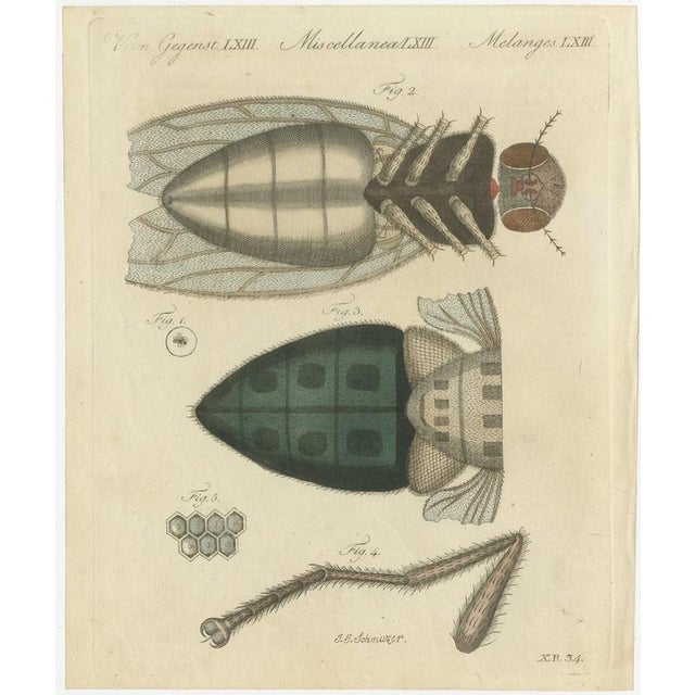 Bertuch, House Fly and Compound Eye Magnified, 1805, Print For Sale - Image 3 of 12