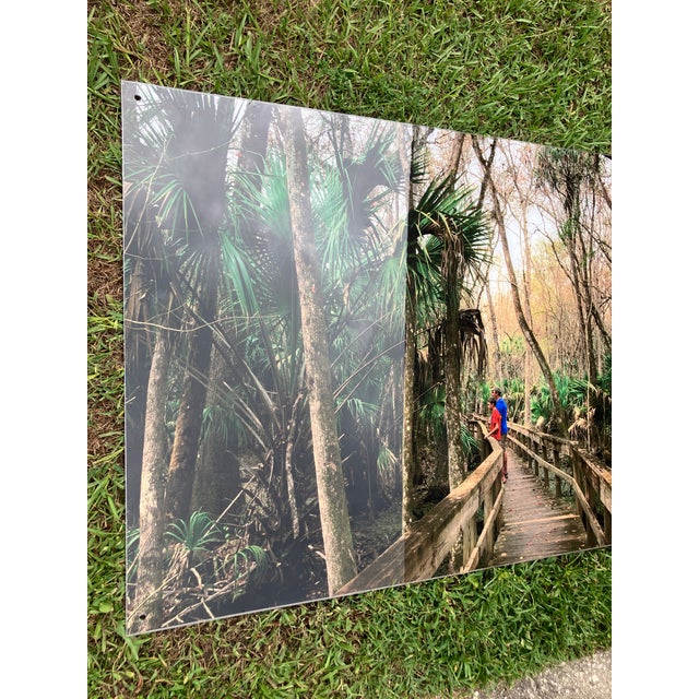 2020s Old Florida; Highlands Hammock State Park, Sebring Florida Photo Print. Cypress Swamp Boardwalk, Four by Three Feet in Plastic For Sale - Image 5 of 12