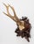 Black Forest Antique Black Forest Roe Deer Antlers Hunting Trophy Mount For Sale - Image 4 of 7