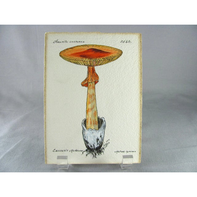 Set of three 1970 & 1971 Mushroom Specimen Paintings by Jay Bee Originals of Osceola, Arkansas Copyright G.U. 47175 Cat....