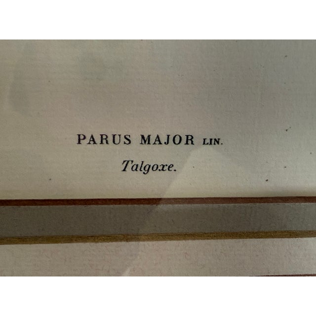 2010s Ethan Allen Framed Antique Bird Print: Paris Major For Sale - Image 5 of 10