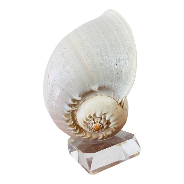 Vintage Large Crowned Baler Sea Snail Shell on Lucite Base For Sale