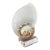 Vintage Large Crowned Baler Sea Snail Shell on Lucite Base For Sale