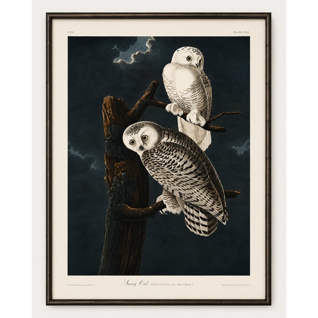 Snowy Owl, 1827 – John James Audubon Vintage Bird Art Print, 20" X 30" For Sale In Buffalo - Image 6 of 10