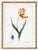 Paper Didier's Tulip by Redouté, Vintage Botanical Art Print, 18" X 24" For Sale - Image 7 of 8