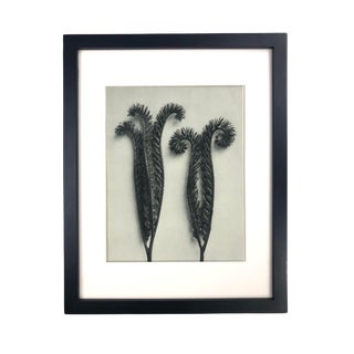Framed Vintage Botanical Blossfeldt Print - No. 97 For Sale