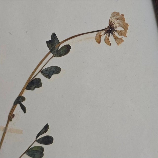 Swiss Herbarium Panels from École Dagriculture de Grangeneuve, 1920s, Set of 4 For Sale - Image 11 of 18