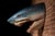 Oversized Hand-Painted Great White Shark Head Wall Mount For Sale - Image 4 of 8