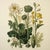 This fine art print reproduces a beautifully detailed 19th-century botanical illustration depicting an elegant arrangement...