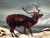 1 Scottish Fine Art Victorian Oil Painting Wild Animal Stag Male Deer Winter Monarch Of The Glen In Starlit Sky Highlands...
