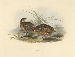 J. Gould, Quail, 1832, Paper