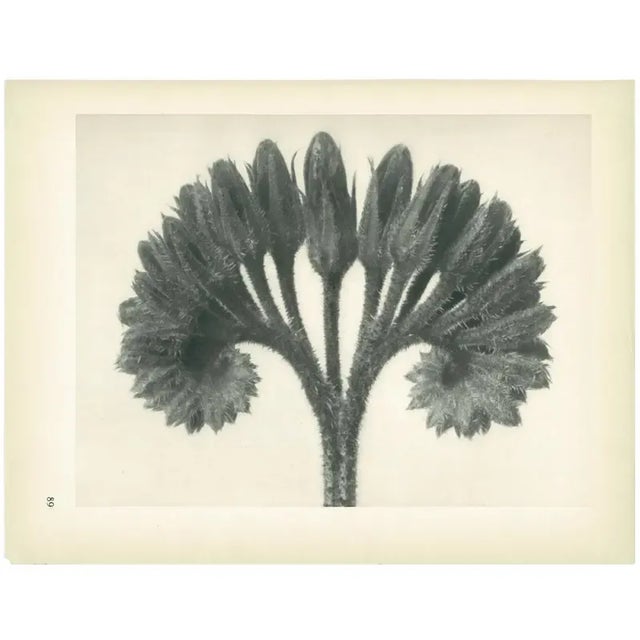 1928 Karl Blossfeldt Original Period Photogravure N89 of Cincinnus For Sale In Dallas - Image 6 of 6