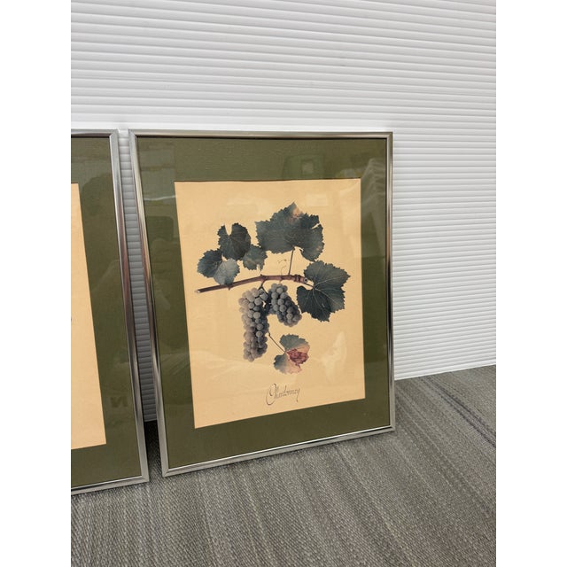 Vintage Wine Grape Varietal Lithographs, Set of Four For Sale - Image 9 of 12