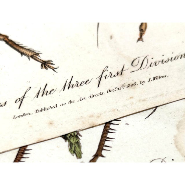 1806 Hand-Colored Entomology Engravings by J. Wilkes – Set of 2 For Sale - Image 10 of 12