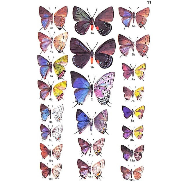 "A Field Guide to the Butterflies of the West Indies" 1975 Riley, Norman D. For Sale - Image 11 of 12