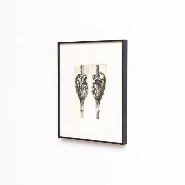 Karl Blossfeldt, Natural Grace, 1942, Photogravure, Framed For Sale - Image 8 of 10