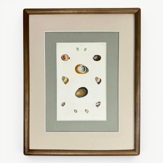 Set of 3 Early 19th-Century Hand-Colored Sowerby Shell Studies in Walnut Frames For Sale - Image 4 of 10