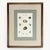Set of 3 Early 19th-Century Hand-Colored Sowerby Shell Studies in Walnut Frames For Sale - Image 4 of 10