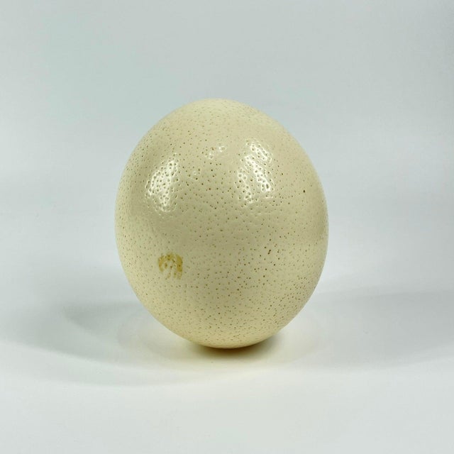 Early 20th Century Ostrich Egg Shell Natural For Sale In Denver - Image 6 of 6