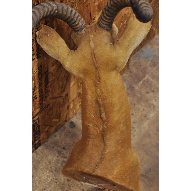 Vintage African Impala Shoulder Mount Wall Taxidermy Man Cave Lodge Home Decor For Sale - Image 17 of 18