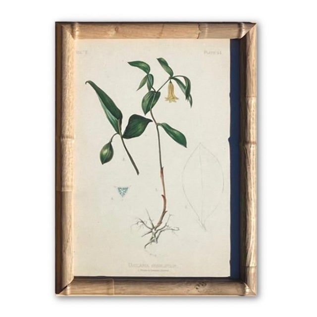 Framed Botanical Chromolithographs Set of 9 — “Wild Flowers of America”, Volume Ii, L. Prang & Co., Boston (C. 1878) For Sale - Image 14 of 18