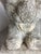 Antique Reclining Lion Sculpture on Base in Carved Stone, 1890s For Sale - Image 9 of 18