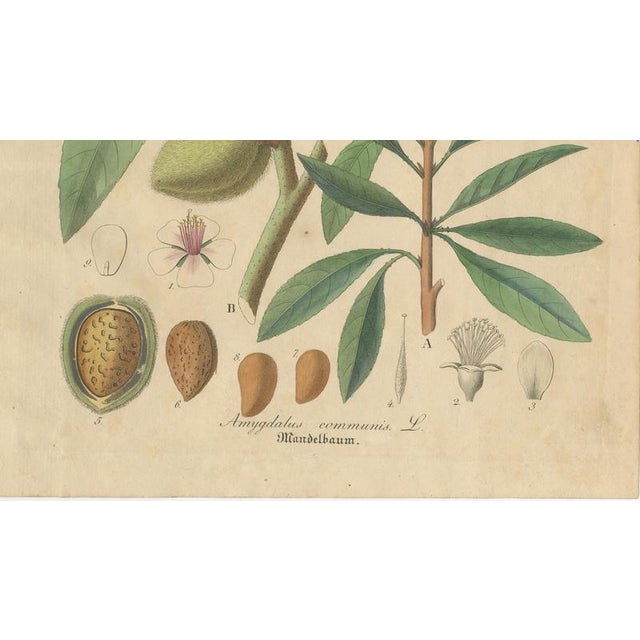 Amygdalus Communis, 1800s, Paper For Sale - Image 5 of 10