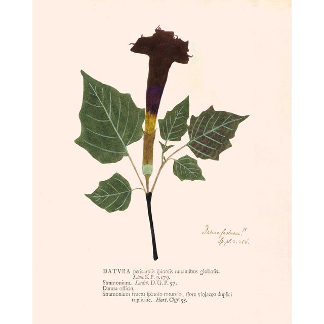 Antique Botanical Set in Oxblood - Set of 8 11" X 14" For Sale - Image 4 of 12