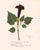 Antique Botanical Set in Oxblood - Set of 8 11" X 14" For Sale - Image 4 of 12
