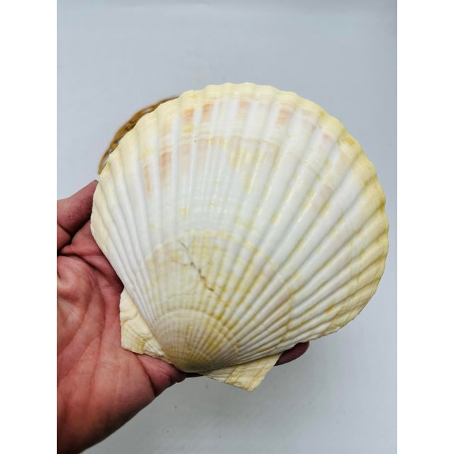 Beige Vintage Shell and Wicker Serving Pieces For Sale - Image 8 of 8