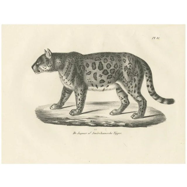 Jaguar, 1836, Lithograph For Sale - Image 10 of 10