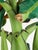 Mid-Century Hand-Carved Wooden Banana Tree Sculpture, South America, 1950s For Sale - Image 15 of 18