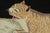 Late 20th Century Rug & Kilim's Contemporary Gift-Sized Tibetan Style Rug With Tiger Design For Sale - Image 5 of 6