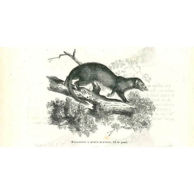 Mangouste A Queue Blanche is an original lithograph on ivory-colored paper, realized by Paul Gervais (1816-1879). The...