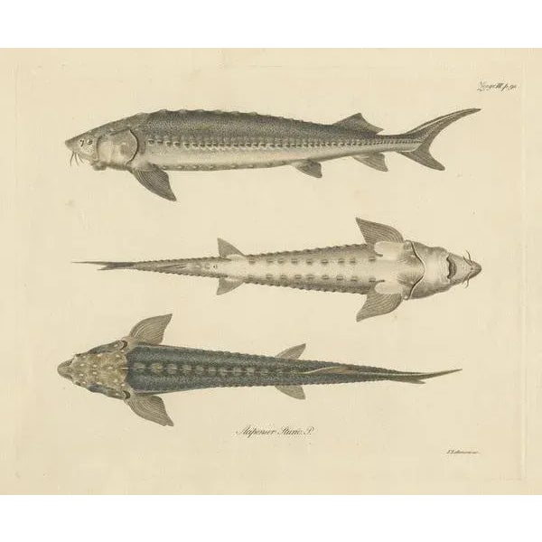 Illustration of the European Sea Sturgeon or the Atlantic or Common Sturgeon, 1860, Print For Sale - Image 3 of 5
