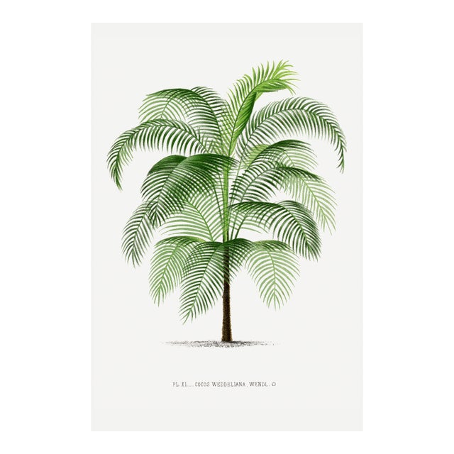 Tropical Palm Study, Vintage Botanical Art Print Reproduction, 12" X 18" For Sale