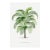Tropical Palm Study, Vintage Botanical Art Print Reproduction, 12" X 18" For Sale
