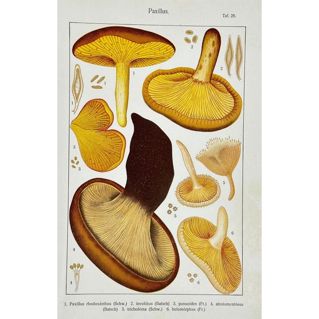 Illustration Original Antique 19th C Colored Lithograph Mushrooms Fungi Paxillus Species by Carl Gustav Jablonsky For Sale - Image 3 of 6
