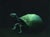 Lonesome George by Kevin A. Moore | Oil on panel Turtle skeleton with a green shell For Sale