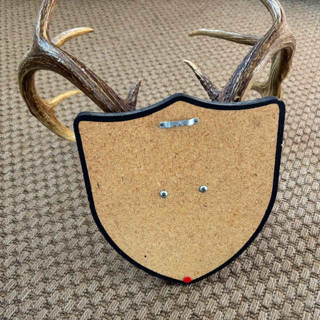 Late 20th Century Taxidermy White Tail Deer Buck Antlers Horns on Wall-Mounted Plaque For Sale - Image 6 of 6