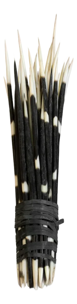 Vintage African Porcupine Quill Bundle