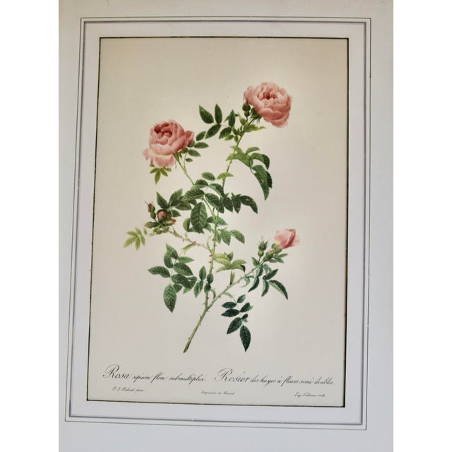 Traditional Vintage Lithographic Prints of Roses From Remond Paintings - A Pair For Sale - Image 3 of 5