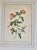 Traditional Vintage Lithographic Prints of Roses From Remond Paintings - A Pair For Sale - Image 3 of 5