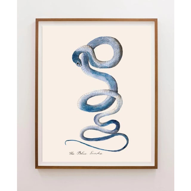 Illustration Reproduction Vintage Snake Print in Blue For Sale - Image 3 of 4