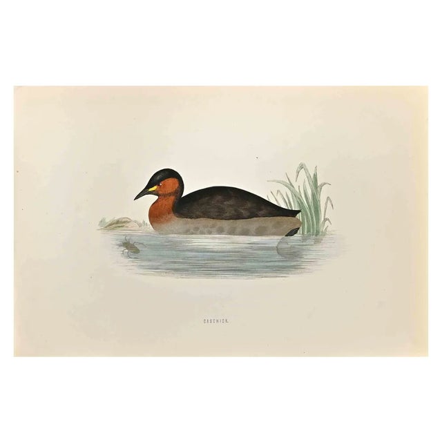 Alexander Francis Lydon, Dabchick, Woodcut Print, 1870 For Sale
