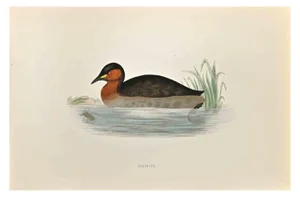Alexander Francis Lydon, Dabchick, Woodcut Print, 1870