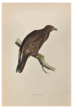 Alexander Francis Lydon, Spotted Eagle, Woodcut Print, 1870