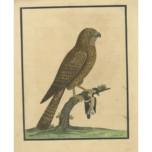 Title: Antique Hand-Colored Engraving of Sparrow Hawk by Eleazar Albin, circa 1730 : This powerful antique hand-colored...